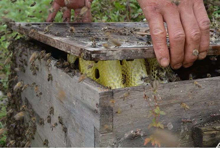 探索高效、可持續(xù)的蜜蜂采蜜技術(shù)，最新取蜜法揭秘