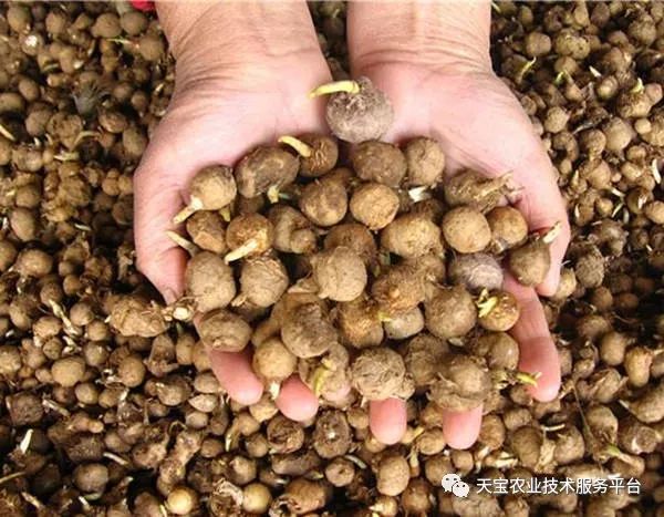最新半夏價格動態(tài)、市場分析與行情概覽