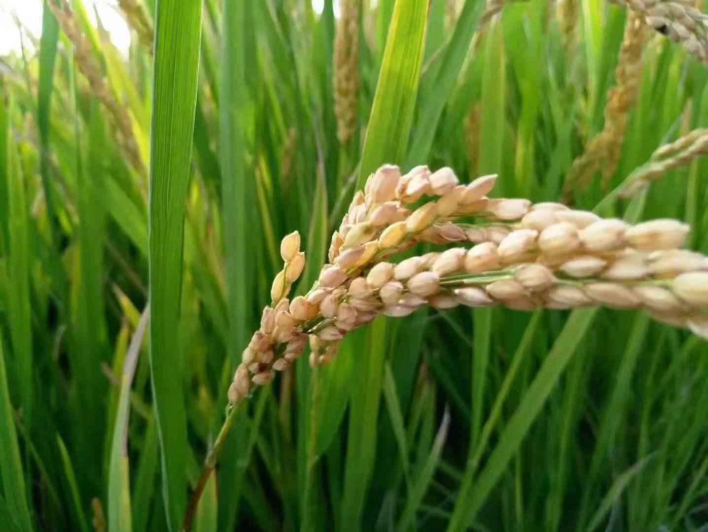 廠家直營 第36頁