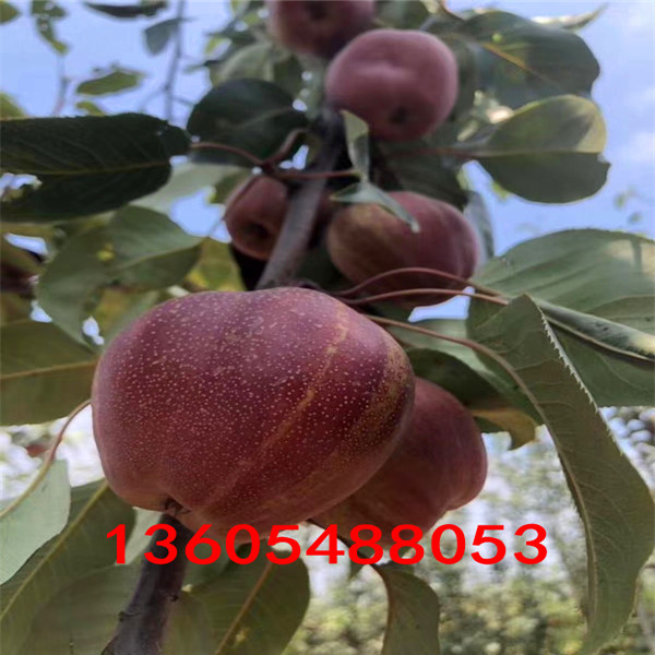 梨樹貼吧最新動態(tài)，探索與發(fā)現(xiàn)